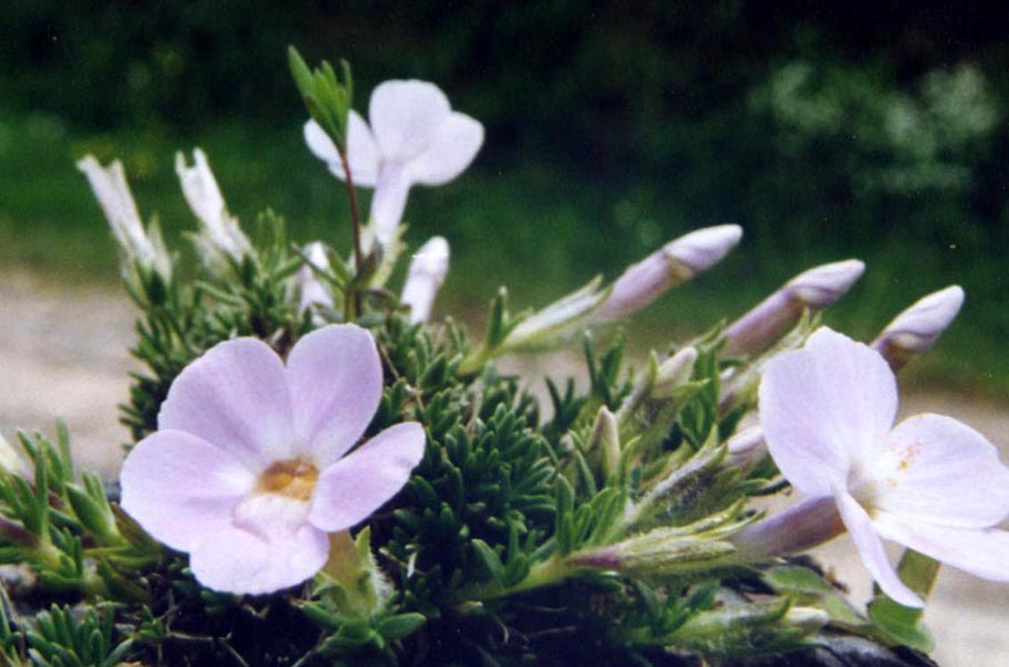 Phlox caespitosa en fleurs sur des pentes graveleuses des Rocheuses